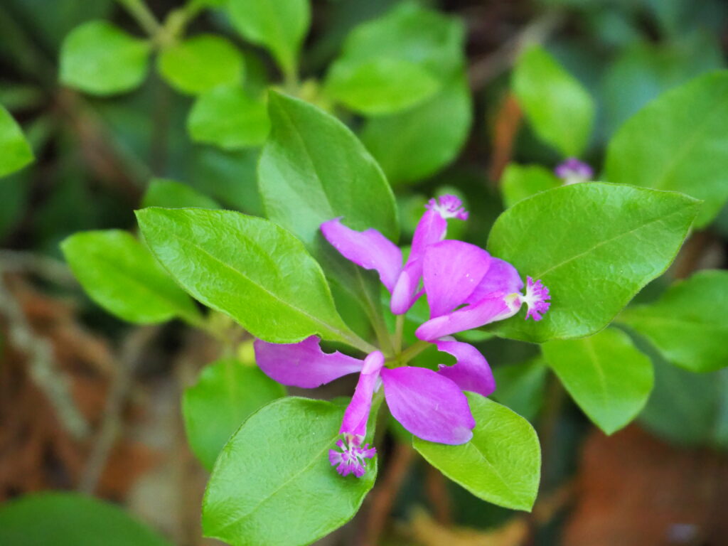 Fringed Polygala