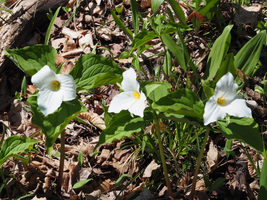 Trillium