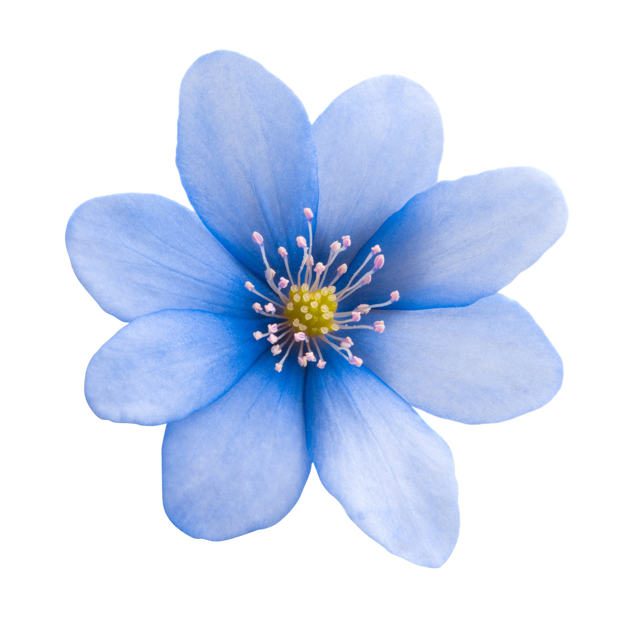 Hepatica Books Dawn Chalker